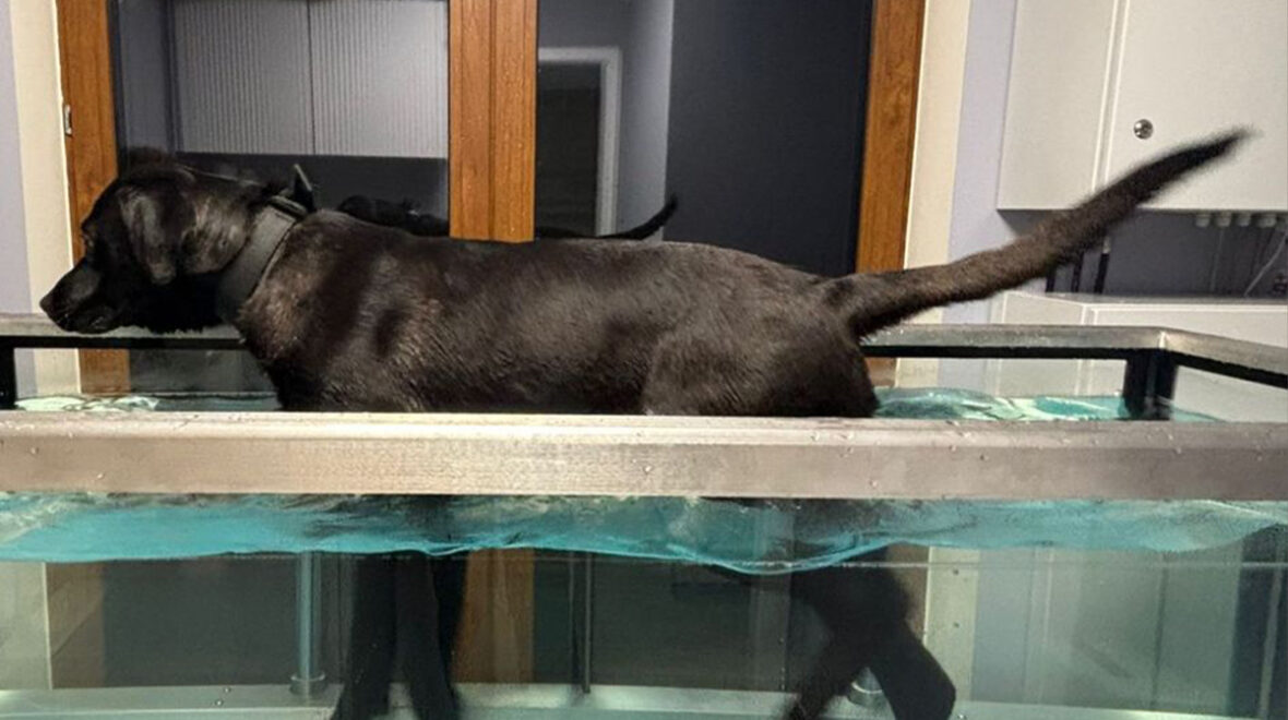 Bieżnia wodna dla psów – czy Twój pupil tego potrzebuje?