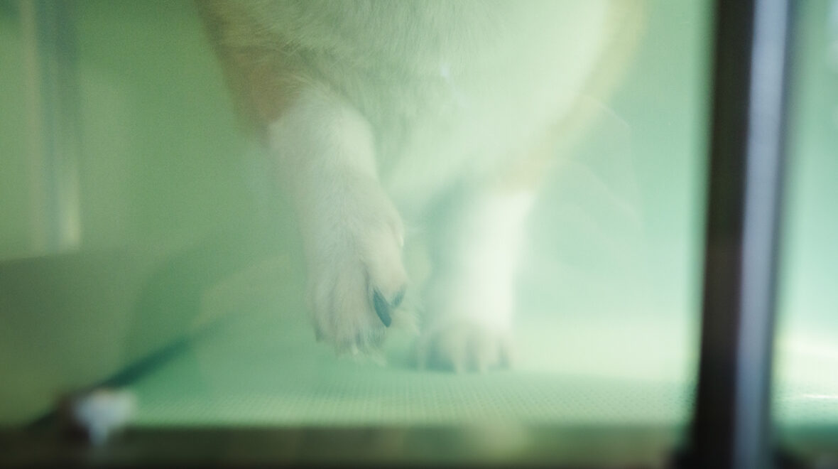 Bieżnia wodna dla psów – jakie korzyści daje Twojemu pupilowi?