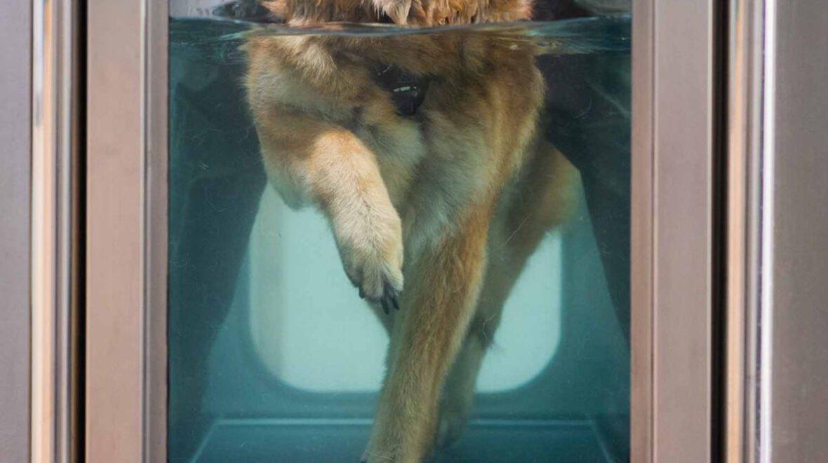 Jak przebiega rehabilitacja psa na bieżni wodnej?